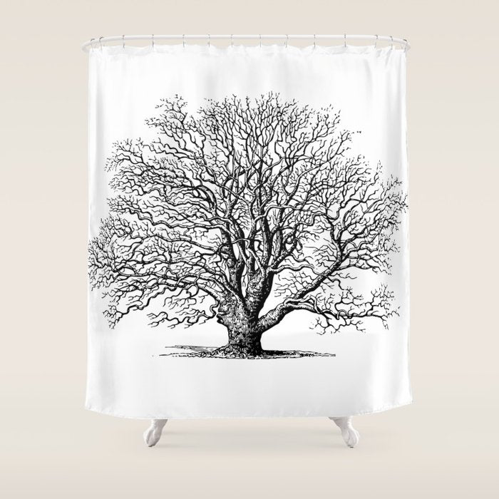 oak tree botanical no2 Shower Curtain Gallery Image 1