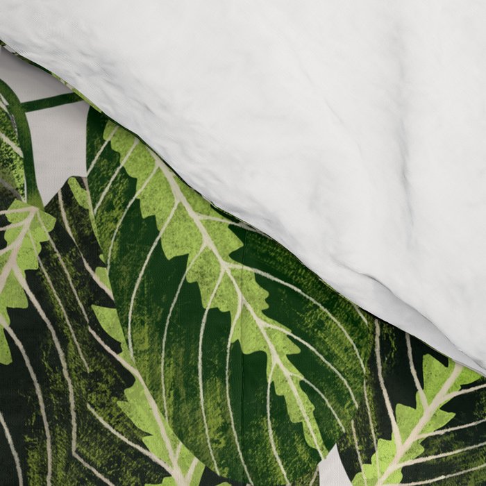 Maranta Lemon lime interior Plant Comforter Gallery Image 4