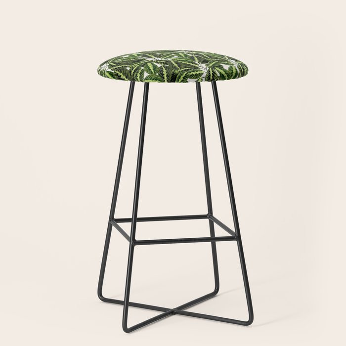 Maranta Lemon lime interior Plant Stool Gallery Image 1