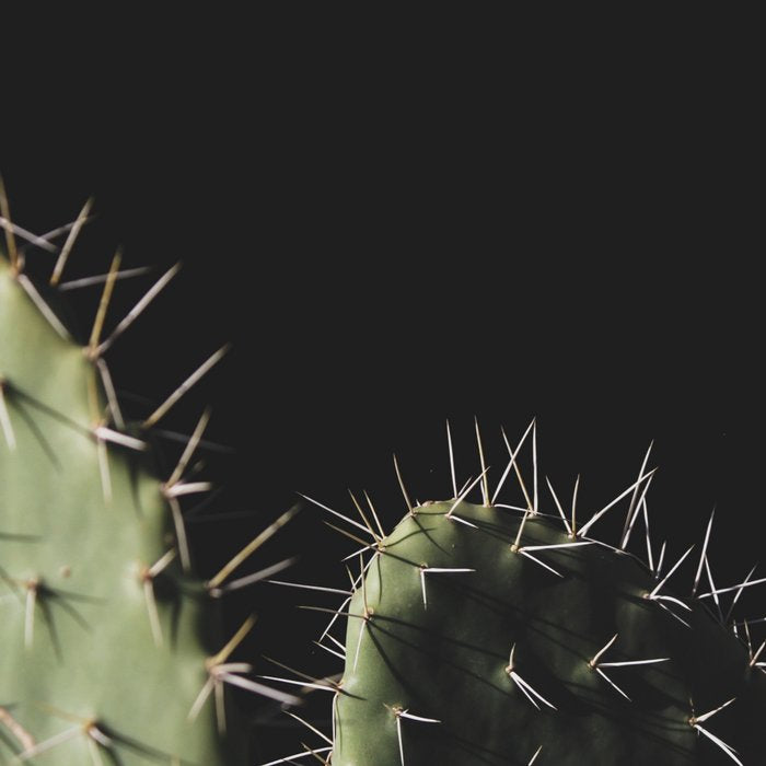 Cactus Coffee Mug Gallery Image 2