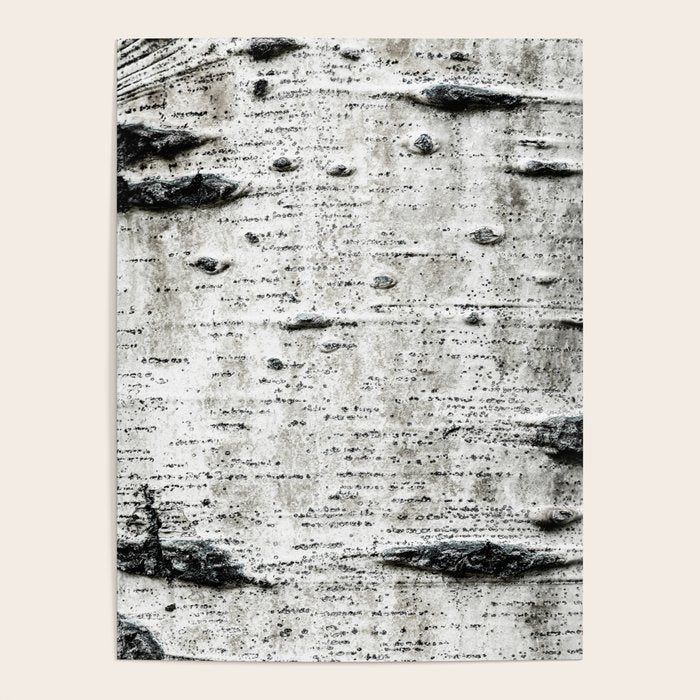 Aspen Tree Grand Teton National Park Poster Gallery Image 1