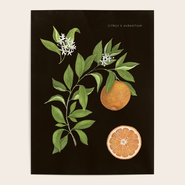 Seville Orange Poster Gallery Image 1