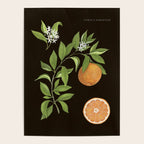 Seville Orange Poster Gallery Image 4