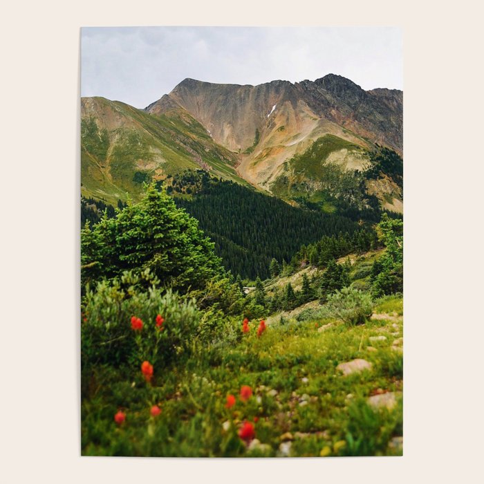 Loveland Pass Paintbrush Poster Gallery Image 4