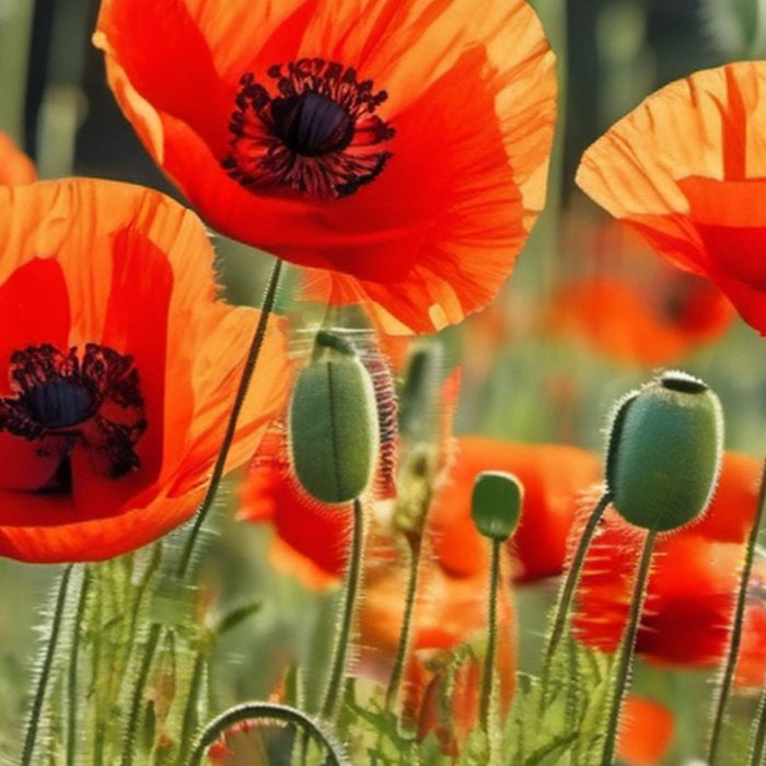 Red Poppy Garden Floral Landscape Coffee Mug Gallery Image 2