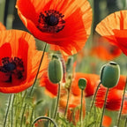 Red Poppy Garden Floral Landscape Coffee Mug Gallery Image 2