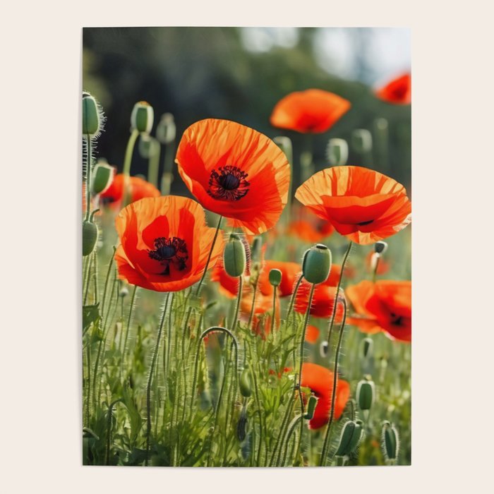 Red Poppy Garden Floral Landscape Poster Gallery Image 4