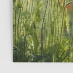 Red Poppy Garden Floral Landscape Poster Gallery Image 3