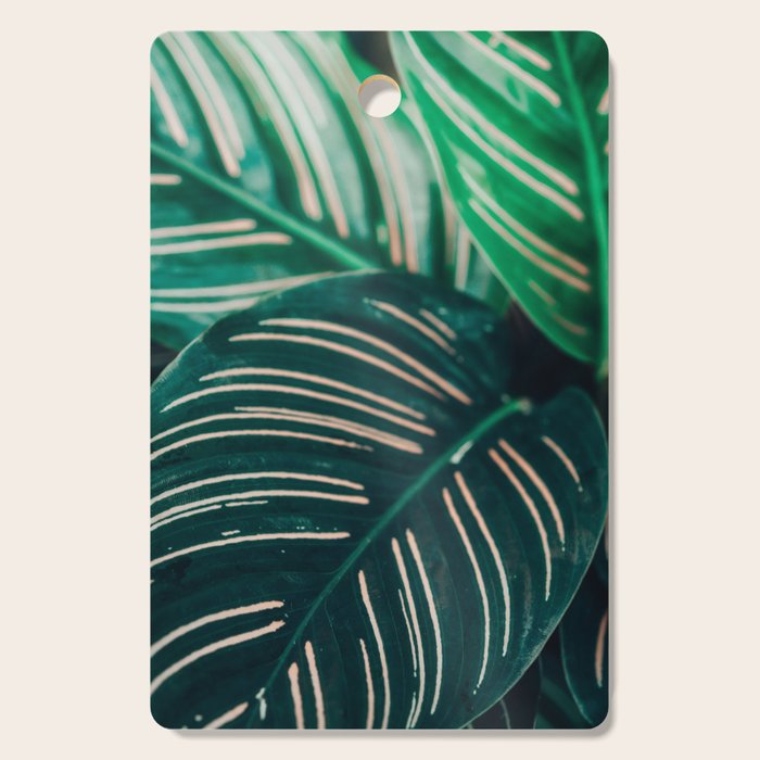 Calathea Leaves botanical houseplant leaf photography plant photo Cutting Board Gallery Image 1
