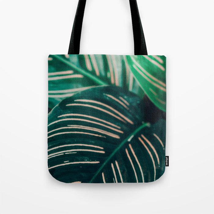 Calathea Leaves botanical houseplant leaf photography plant photo Tote Bag Gallery Image 1