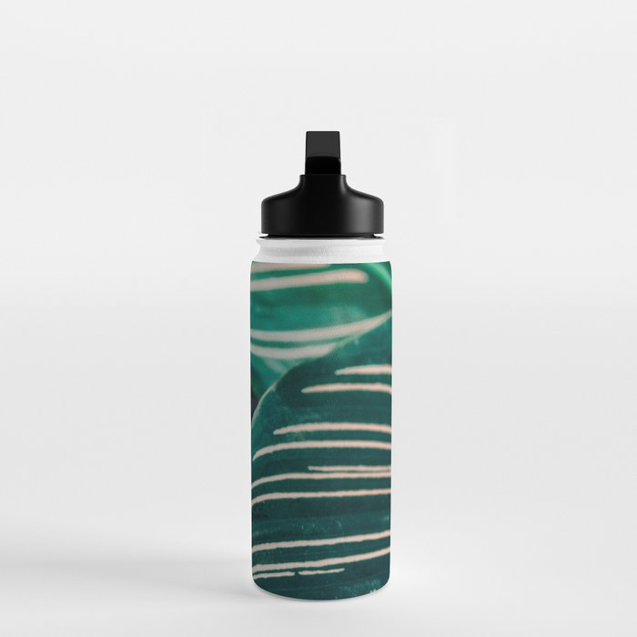 Calathea Leaves botanical houseplant leaf photography plant photo Water Bottle Gallery Image 3
