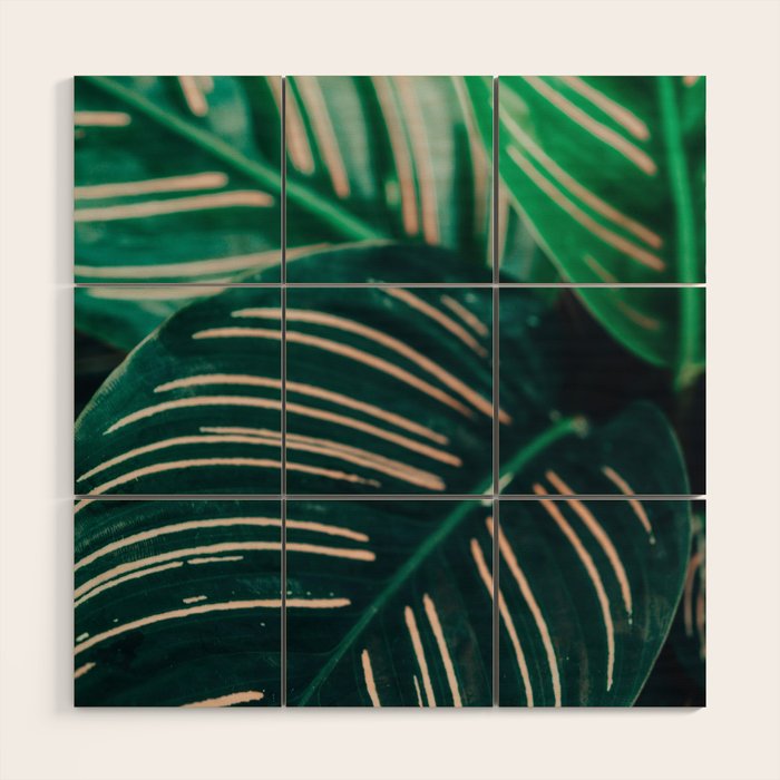 Calathea Leaves botanical houseplant leaf photography plant photo Wood Wall Art Gallery Image 1