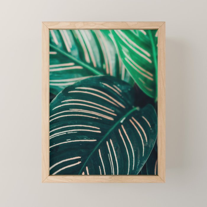 Calathea Leaves botanical houseplant leaf photography plant photo Mini Art Print Gallery Image 1