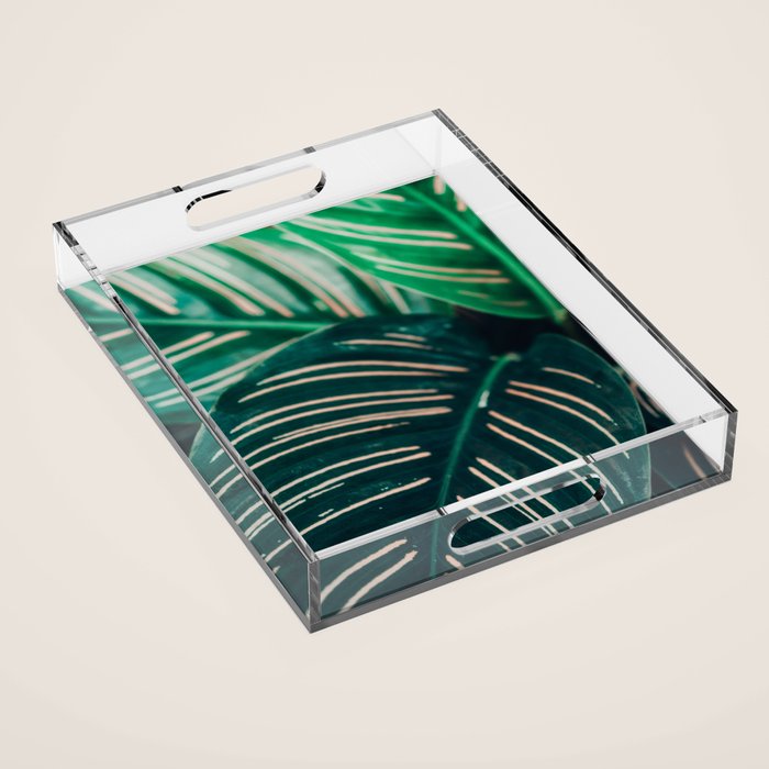 Calathea Leaves botanical houseplant leaf photography plant photo Acrylic Tray Gallery Image 1