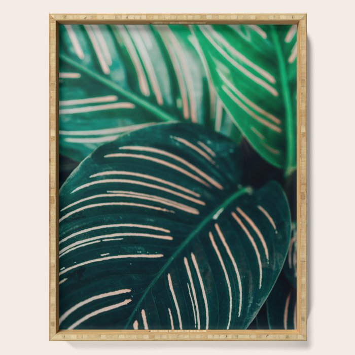 Calathea Leaves botanical houseplant leaf photography plant photo Serving Tray Gallery Image 1