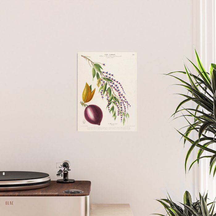 Plum from "Flore dâAmÃ©rique" by Ãtienne Denisse, 1840s Poster Gallery Image 2