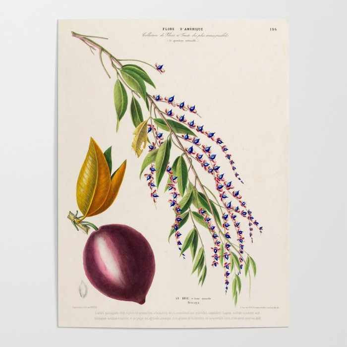 Plum from "Flore dâAmÃ©rique" by Ãtienne Denisse, 1840s Poster Gallery Image 1