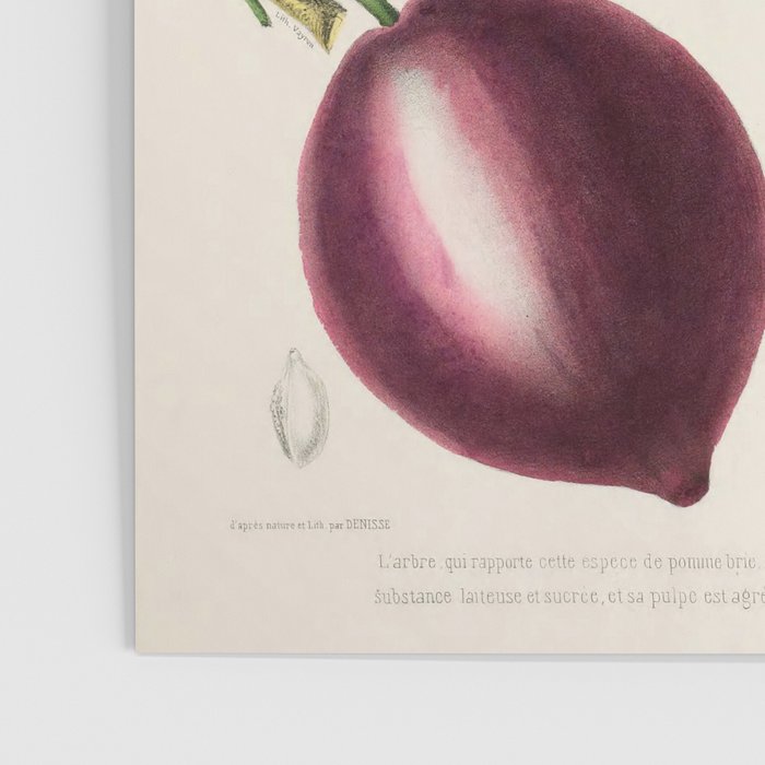 Plum from "Flore dâAmÃ©rique" by Ãtienne Denisse, 1840s Poster Gallery Image 3