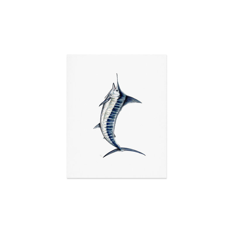 Blue Marlin (Makaira nigricans) Art Print Gallery Image 1