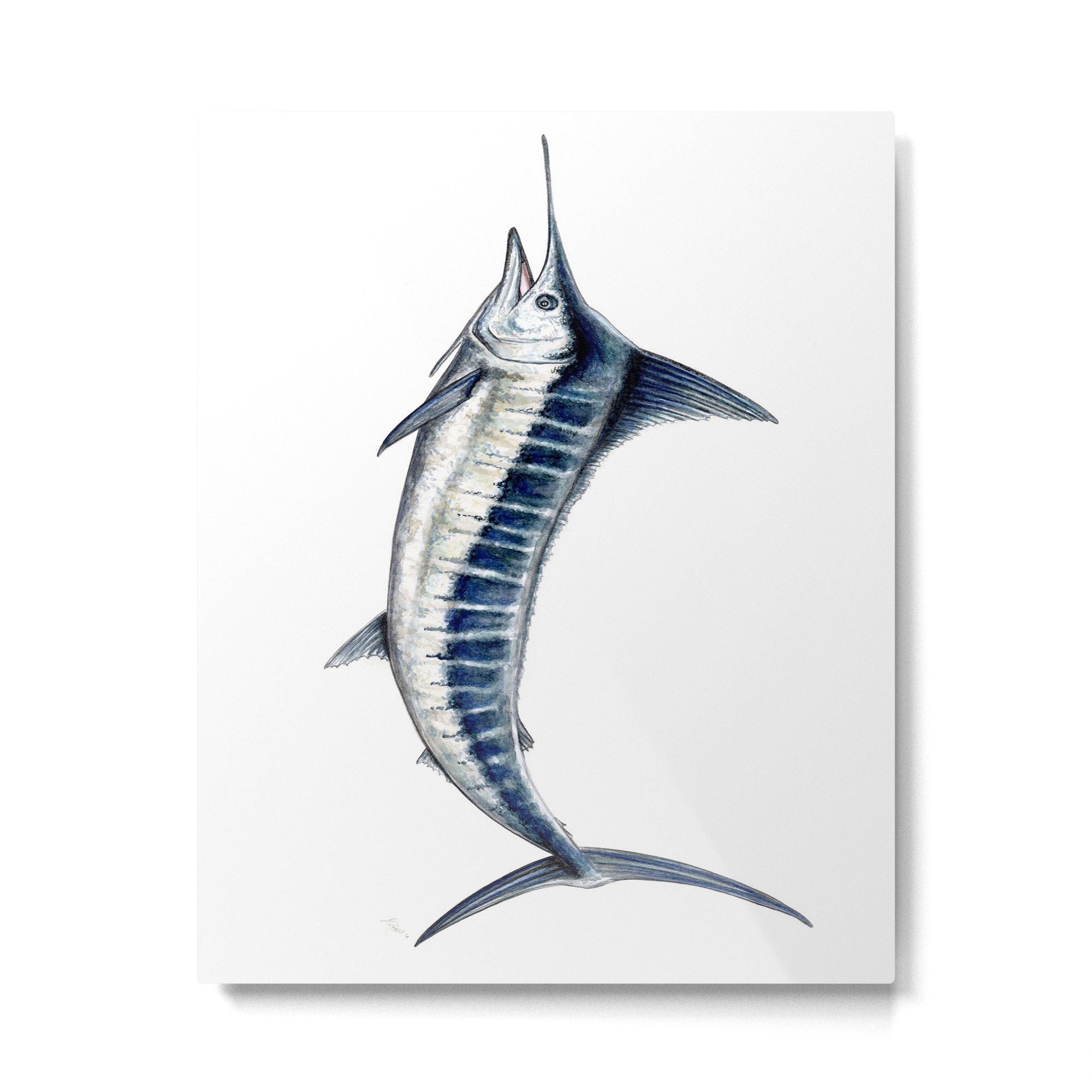 Blue Marlin (Makaira nigricans) Metal Print Gallery Image 6
