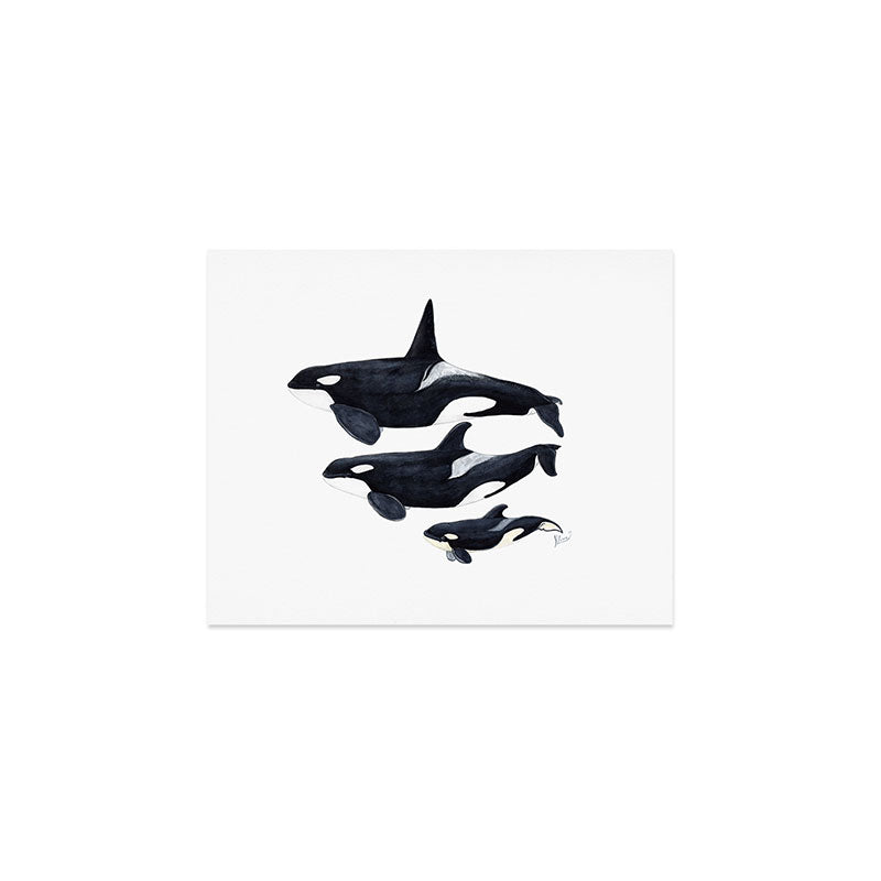 Orca (Orcinus orca) Art Print Gallery Image 1