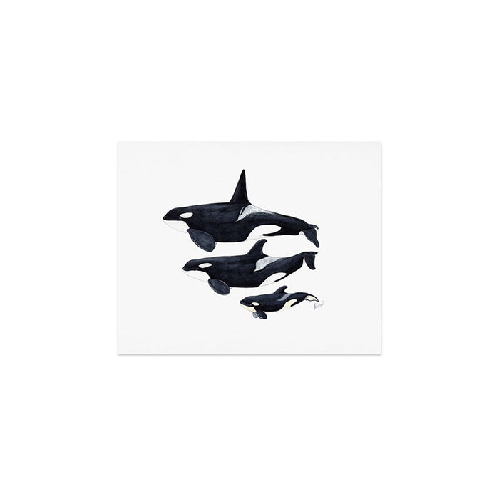 Orca (Orcinus orca) Art Print Gallery Image 1