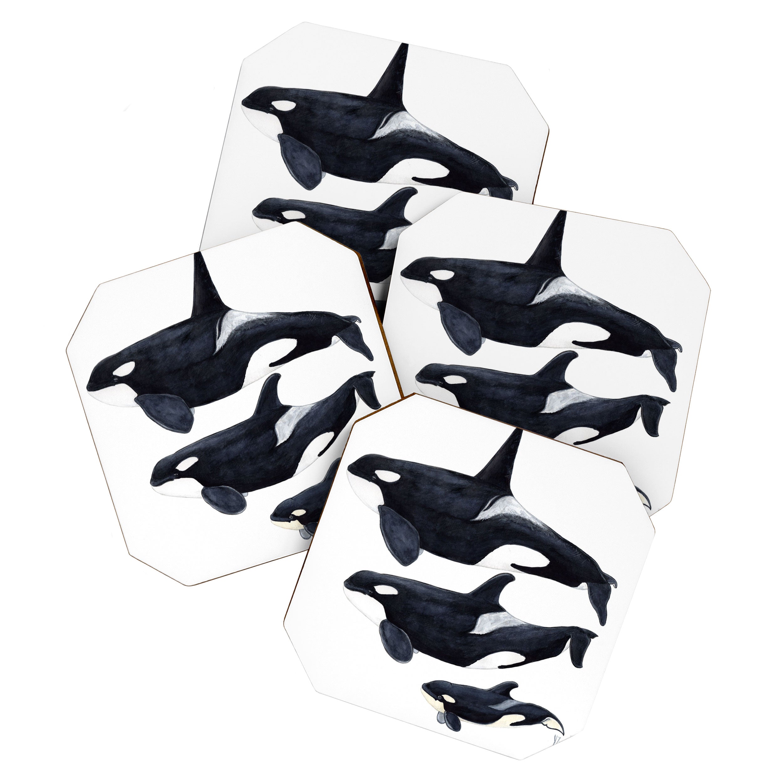 Orca (Orcinus orca) Coaster Gallery Image 1