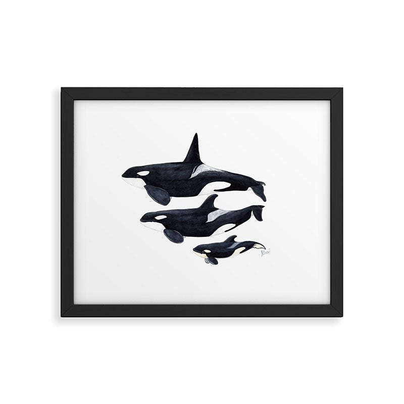 Orca (Orcinus orca) Framed Art Print Gallery Image 6