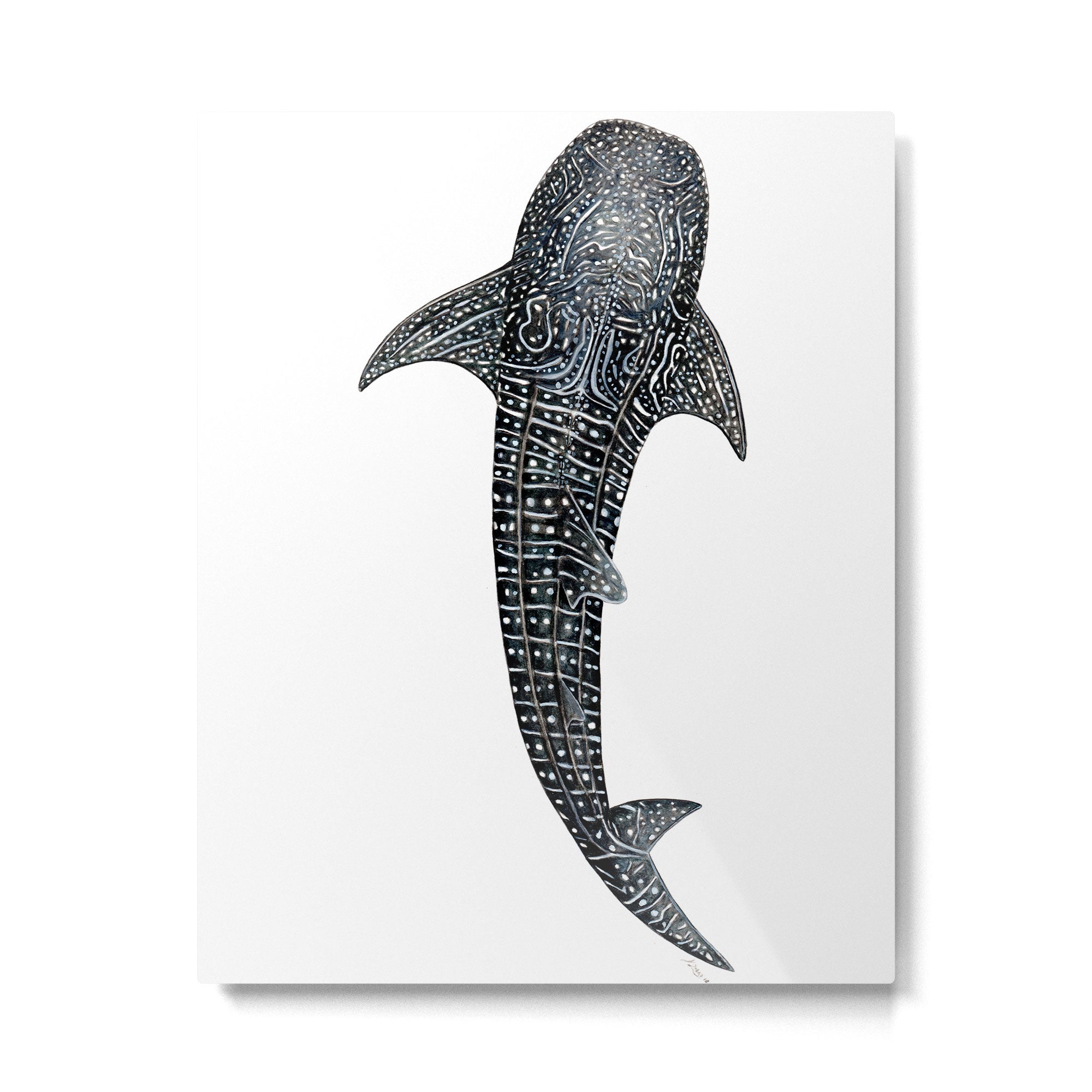 Whale shark for divers, shark lovers and fishermen Metal Print Gallery Image 6