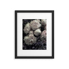Peonies pale pink and white floral bunch Framed Art Print Gallery Image 5