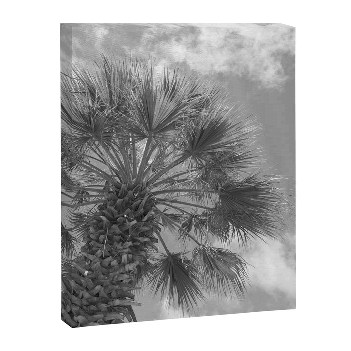 Black and white palm tree in Spain - summer nature and travel photography.  Canvas Print Gallery Image 1