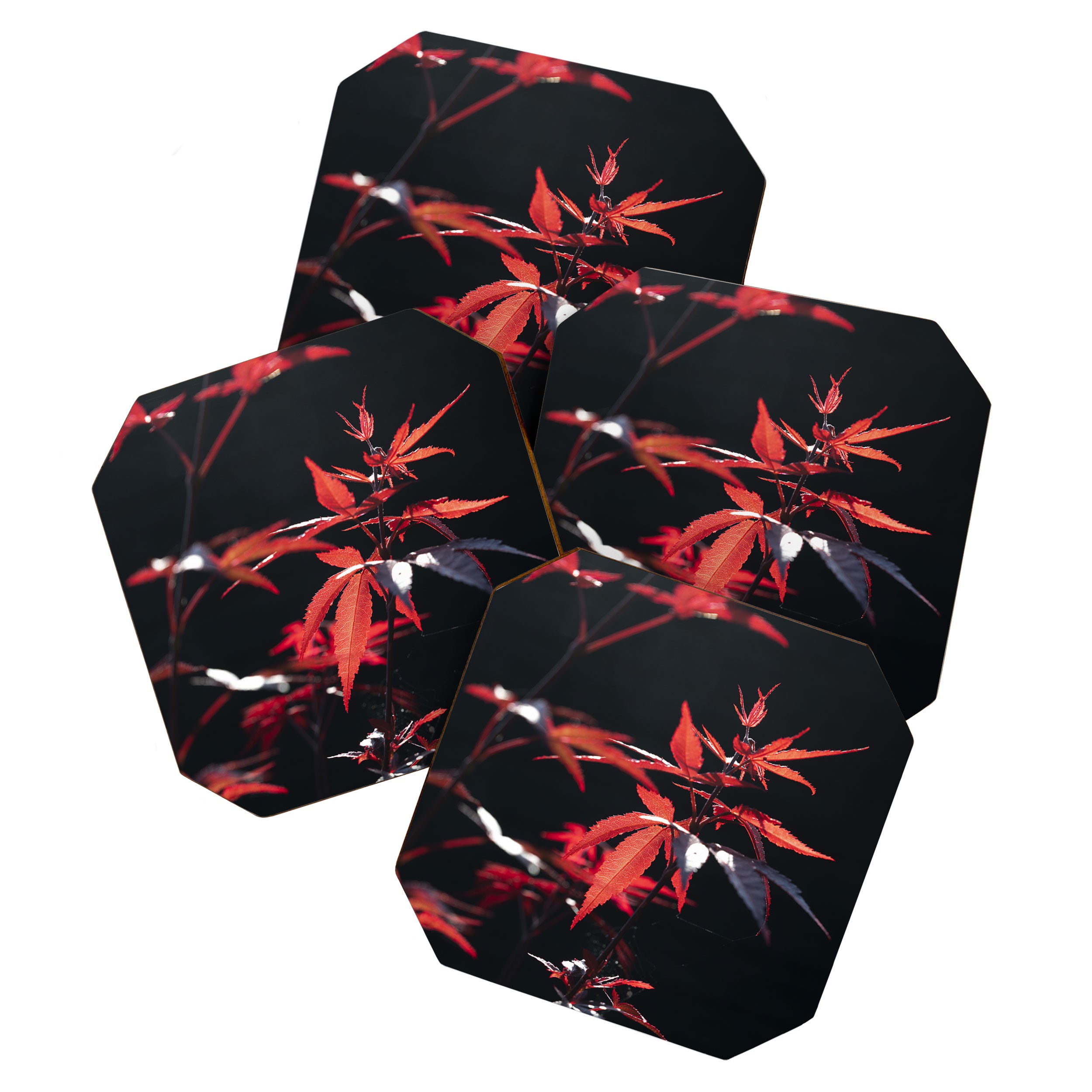 Botanical red japanese maple leaves art print - botanical nature and travel photography Coaster Gallery Image 1