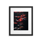 Botanical red japanese maple leaves art print - botanical nature and travel photography Framed Art Print Gallery Image 5