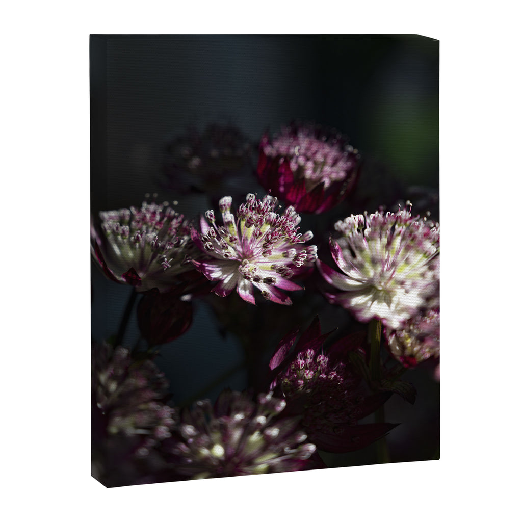Full moon forest - still life dark astrantia major flowers - deep purple fall nature photography. Canvas Print Gallery Image 6