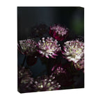 Full moon forest - still life dark astrantia major flowers - deep purple fall nature photography. Canvas Print Gallery Image 6