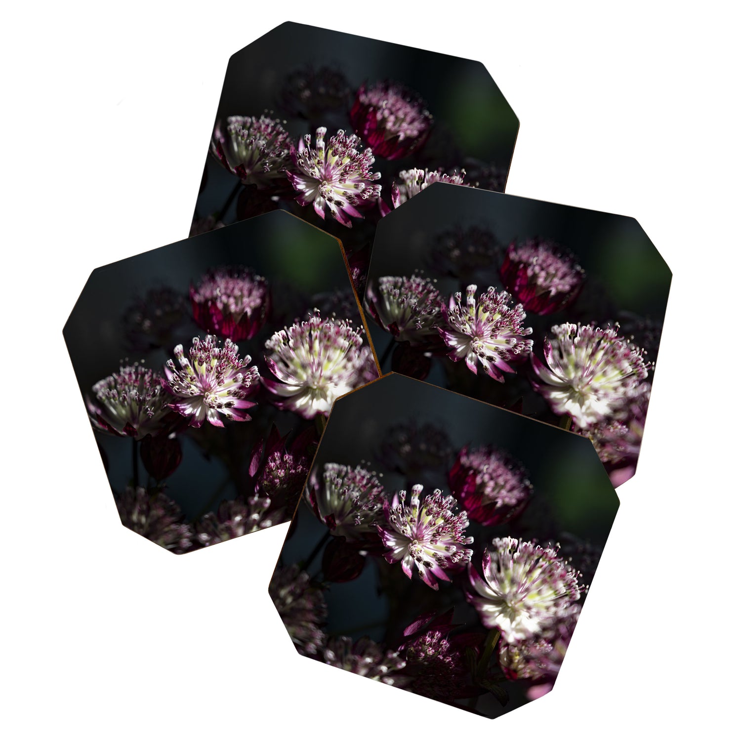 Full moon forest - still life dark astrantia major flowers - deep purple fall nature photography. Coaster Gallery Image 1