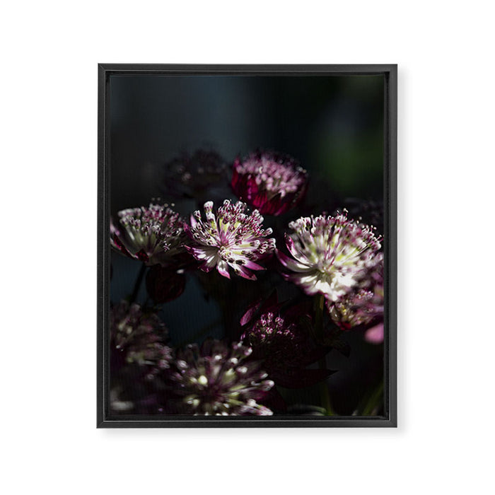 Full moon forest - still life dark astrantia major flowers - deep purple fall nature photography. Framed Canvas Print Gallery Image 1