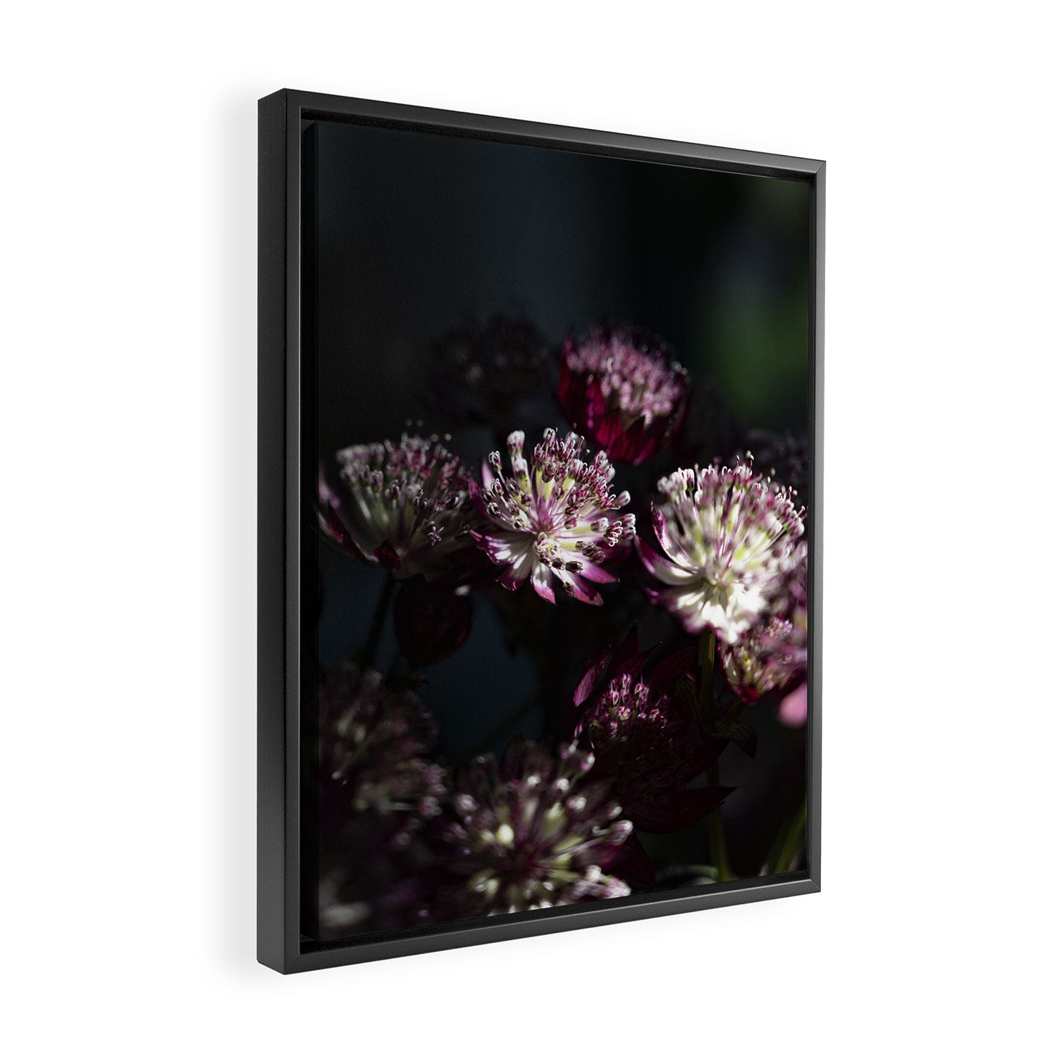 Full moon forest - still life dark astrantia major flowers - deep purple fall nature photography. Framed Canvas Print Gallery Image 2