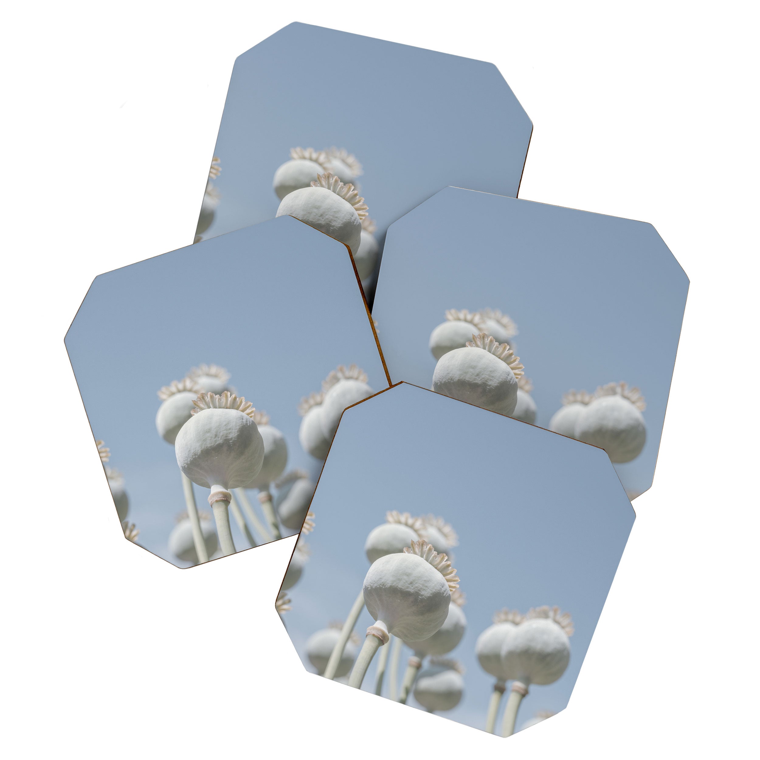 Nostalgic midtones poppy bulbs in a blue sky - retro style nature photography Coaster Gallery Image 1