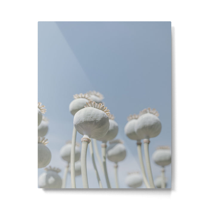 Nostalgic midtones poppy bulbs in a blue sky - retro style nature photography Metal Print Gallery Image 1