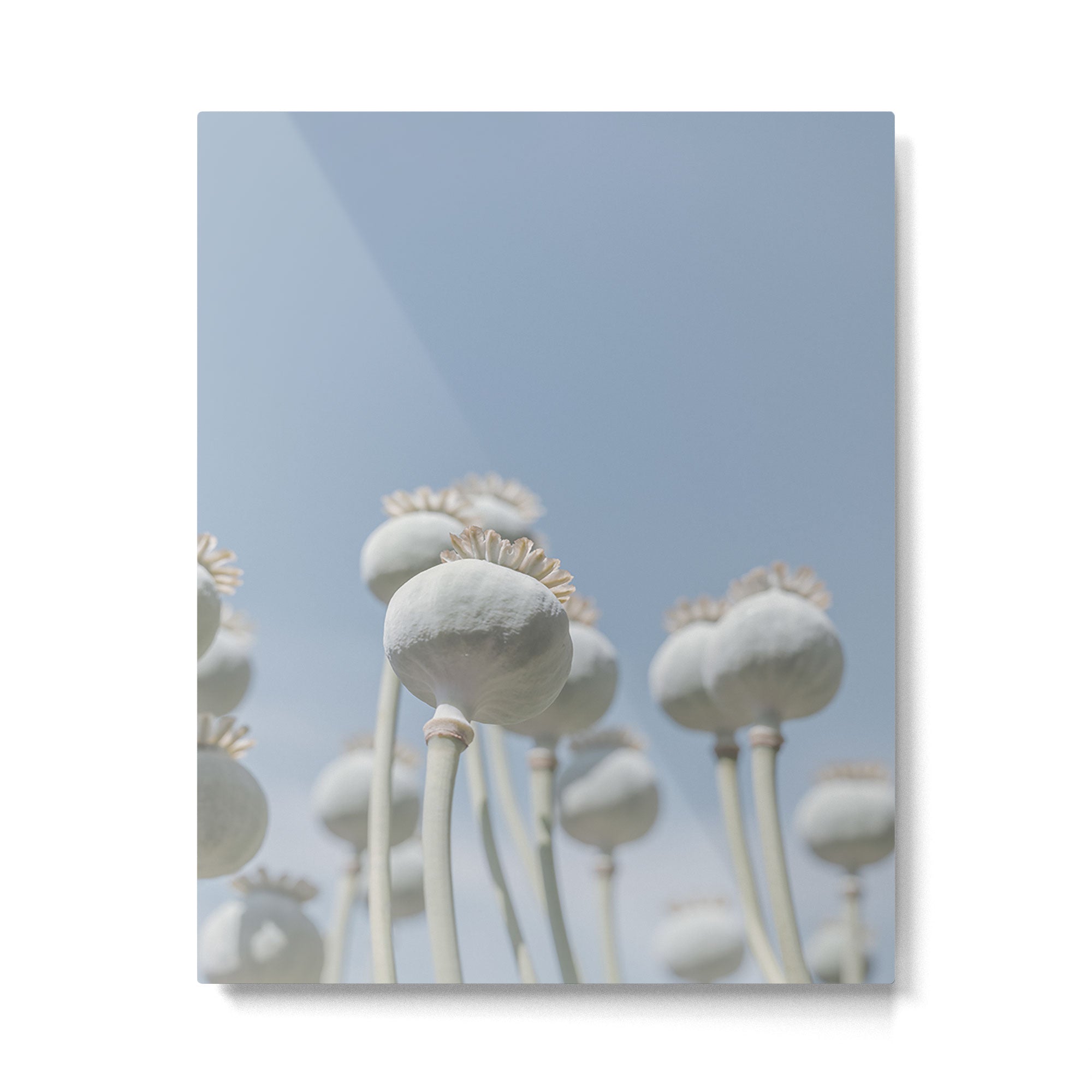 Nostalgic midtones poppy bulbs in a blue sky - retro style nature photography Metal Print Gallery Image 4