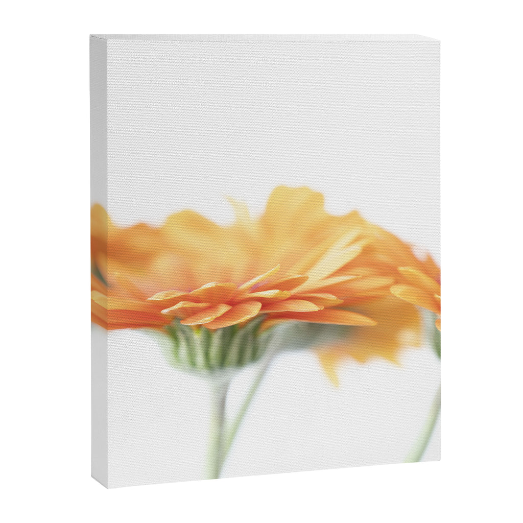 Orange hazy gerbera daisy  Floral spring and summer nature photography  Canvas Print Gallery Image 6