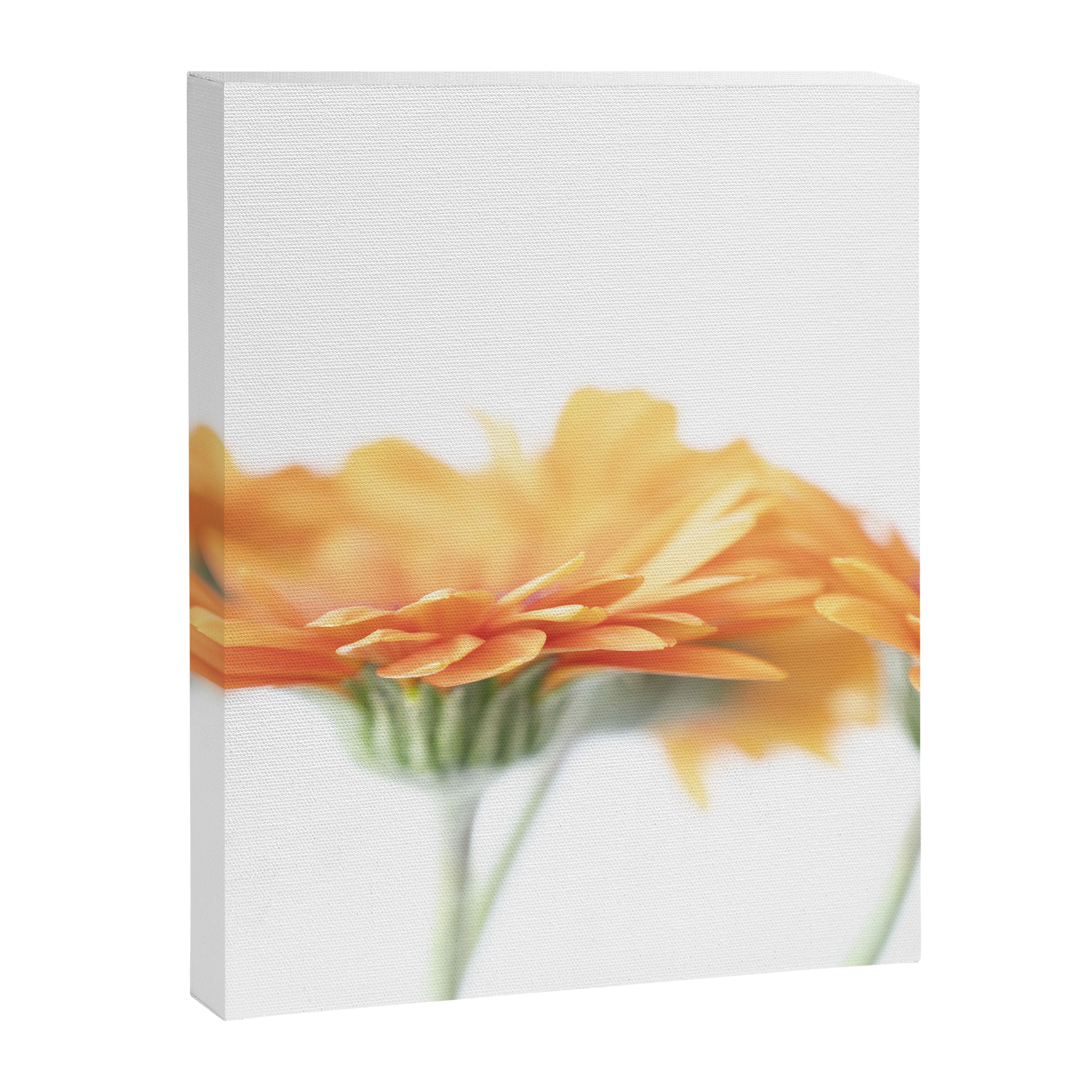 Orange hazy gerbera daisy  Floral spring and summer nature photography  Canvas Print Gallery Image 6