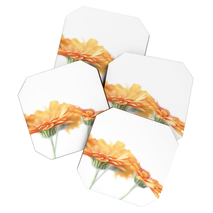 Orange hazy gerbera daisy  Floral spring and summer nature photography  Coaster Gallery Image 1