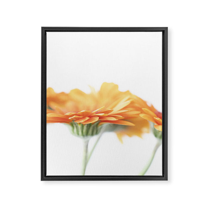 Orange hazy gerbera daisy  Floral spring and summer nature photography  Framed Canvas Print Gallery Image 1