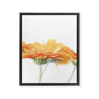 Orange hazy gerbera daisy  Floral spring and summer nature photography  Framed Canvas Print Gallery Image 6