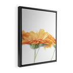 Orange hazy gerbera daisy  Floral spring and summer nature photography  Framed Canvas Print Gallery Image 2