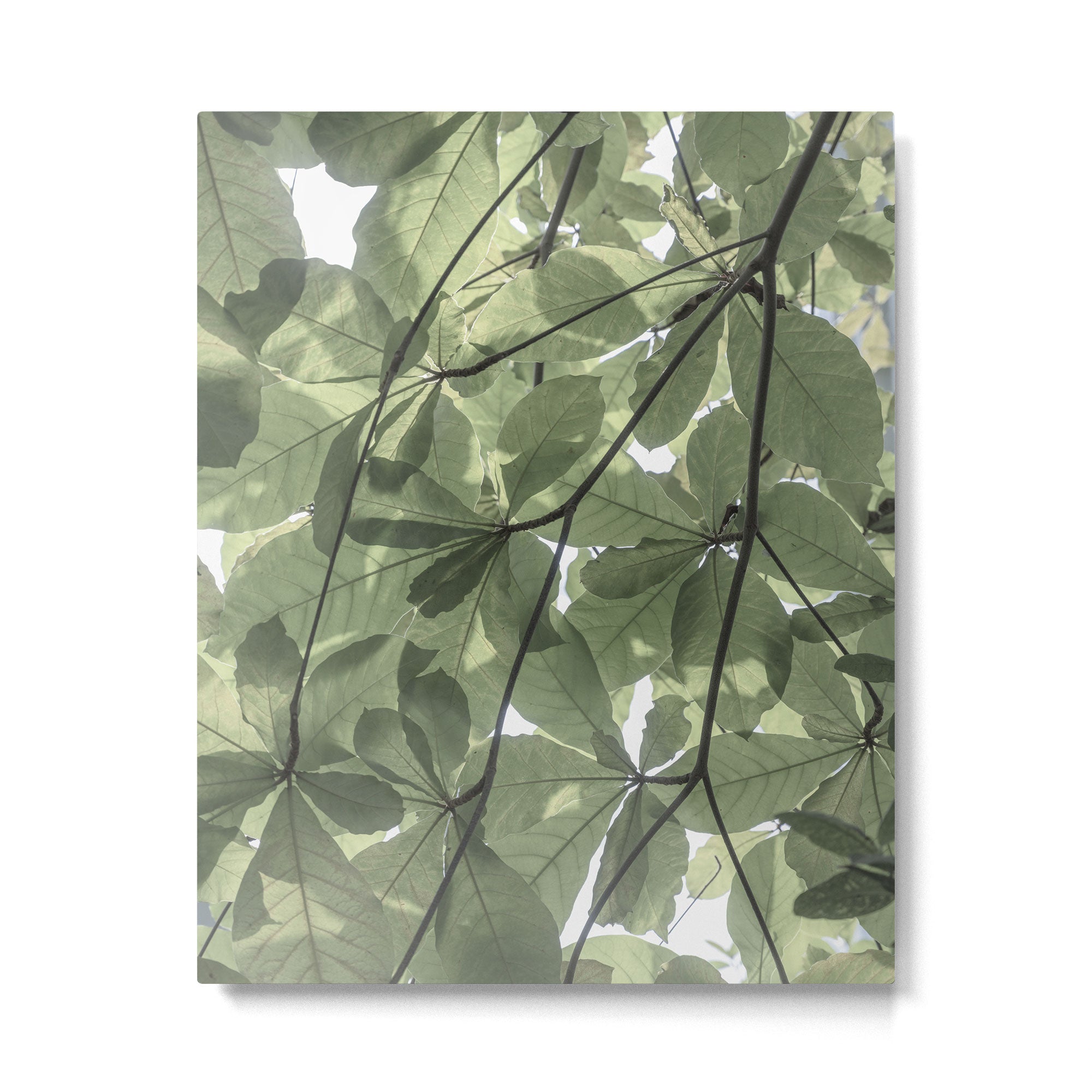 Sage green botanical art print - soft green leaves - nature and travel photography Metal Print Gallery Image 4