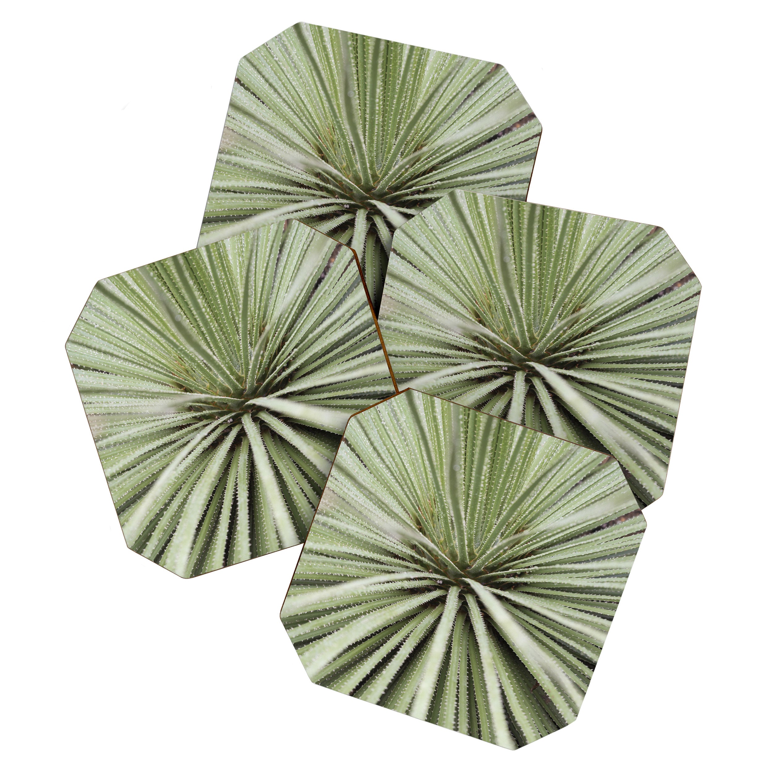 Sage green yucca plant - desert plant mexico - travel photography   Coaster Gallery Image 1