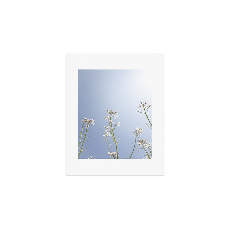 Wild radish flowers in a meadow in the spring against a clear blue sky - nature photography Art Print Gallery Image 1